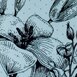 Blue Lily