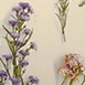 Dried Flower