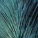 Feather